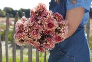 Dahlia hortensis Sweet Sanne