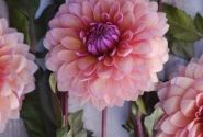 Dahlia hortensis Sweet Sanne