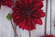 Dahlia hortensis National Velvet