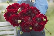 Dahlia hortensis National Velvet