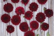 Dahlia hortensis National Velvet