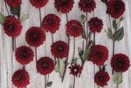Dahlia hortensis Baccara