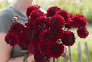 Dahlia hortensis Baccara