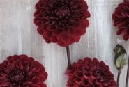 Dahlia hortensis Baccara