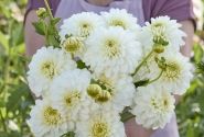 Dahlia hortensis PoleStar
