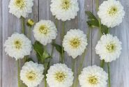 Dahlia hortensis PoleStar