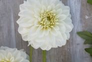 Dahlia hortensis PoleStar