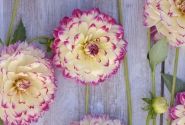 Dahlia hortensis Aphrodite