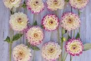 Dahlia hortensis Aphrodite
