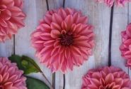 Dahlia hortensis Arit Anderson