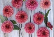 Dahlia hortensis Arit Anderson