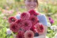 Dahlia hortensis Arit Anderson