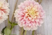 Dahlia hortensis Giovanna