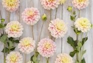 Dahlia hortensis Giovanna