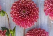 Dahlia hortensis Ariston