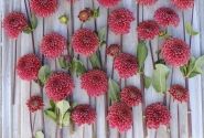 Dahlia hortensis Ariston