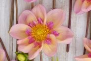 Dahlia hortensis Campus (Metier Naturel)