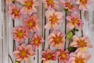 Dahlia hortensis Campus (Metier Naturel)
