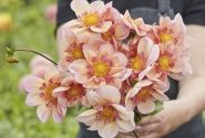 Dahlia hortensis Campus (Metier Naturel)