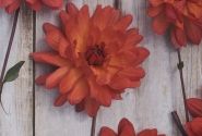 Dahlia hortensis Parc Florale de Paris