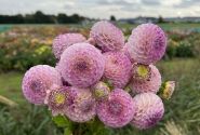 Dahlia hortensis Sir Richard