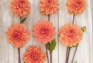 Dahlia hortensis Royal King