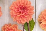 Dahlia hortensis Royal King
