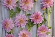 Dahlia hortensis Fairway Pilot