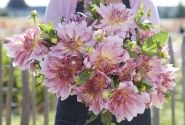 Dahlia hortensis Fairway Pilot