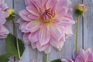 Dahlia hortensis Fairway Pilot