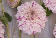 Dahlia hortensis Danceline