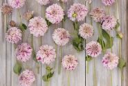 Dahlia hortensis Danceline