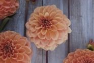 Dahlia hortensis Apricona