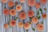 Dahlia hortensis Apricona