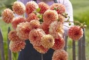 Dahlia hortensis Apricona