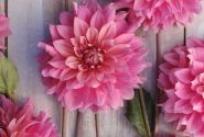 Dahlia hortensis Anne Claire
