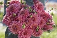 Dahlia hortensis Anne Claire