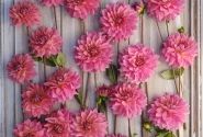 Dahlia hortensis Anne Claire