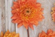 Dahlia hortensis Salmonette