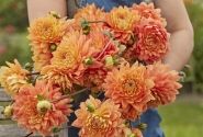 Dahlia hortensis Salmonette