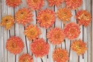 Dahlia hortensis Salmonette