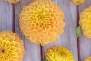 Dahlia hortensis Royal Yellow