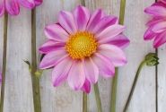 Dahlia hortensis Pink Emperor