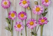 Dahlia hortensis Pink Emperor