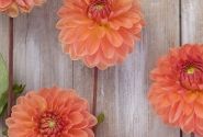 Dahlia hortensis Orange Favourite