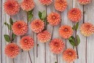 Dahlia hortensis Orange Favourite