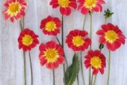 Dahlia hortensis Orange Emperor