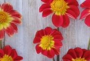 Dahlia hortensis Orange Emperor