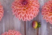 Dahlia hortensis Moderato
