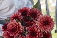 Dahlia hortensis Invitation